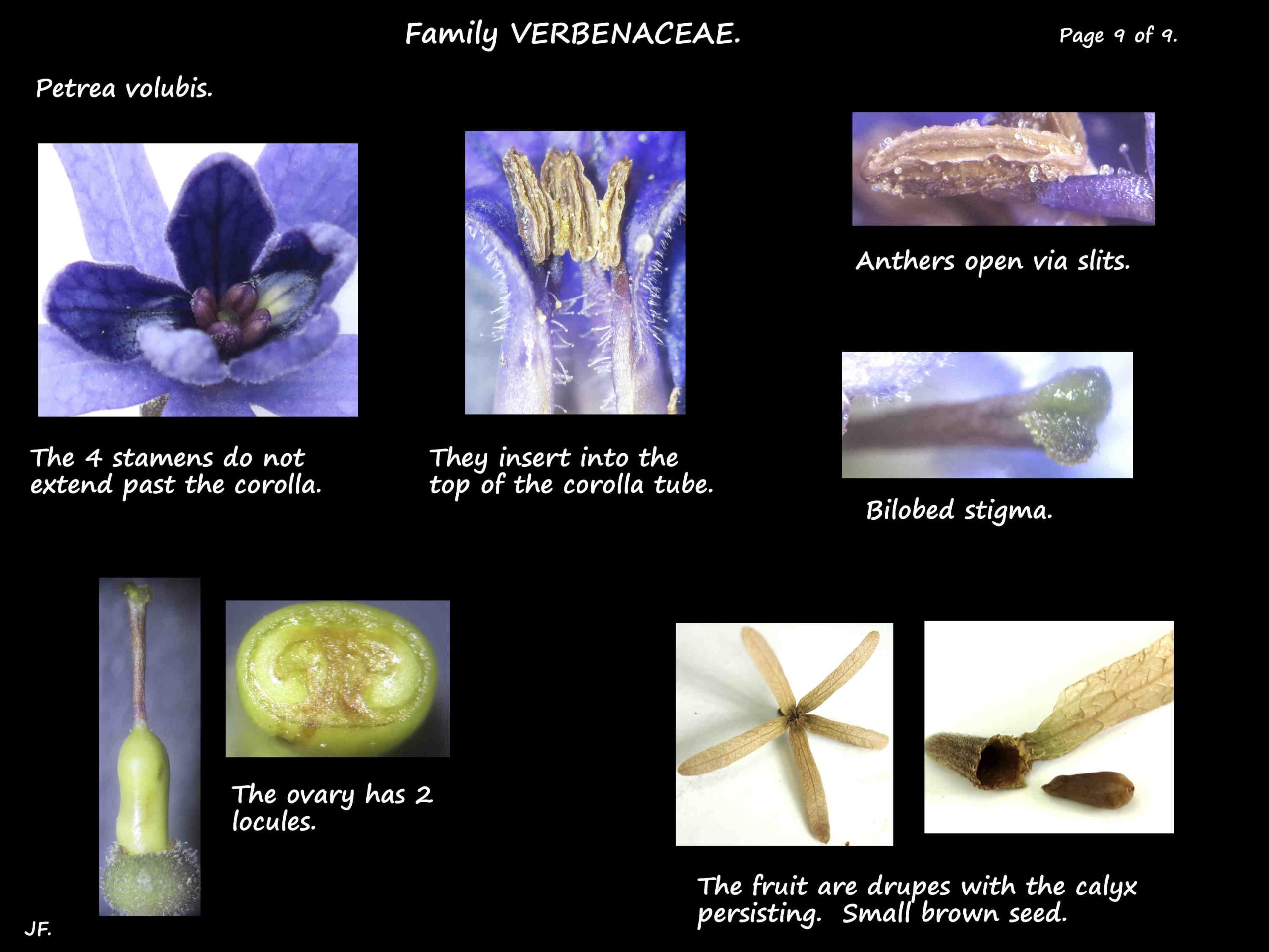 9 Petrea volubis stamens & ovary